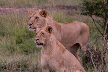 Lion in Masai Mara Game Reserve of Kenya.