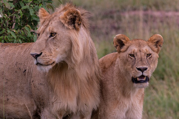 Lion in Masai Mara Game Reserve of Kenya.