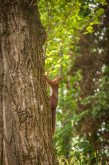 Ecureuil roux, de profil, accroché à un tronc d'arbre, tête de face