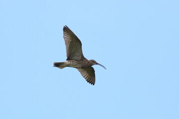 Curlew in flight over breeding grounds in the Yorkshire Dales