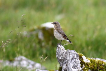 Juvenile Northern Wheatear on breeding grounds in the Yorkshire Dales