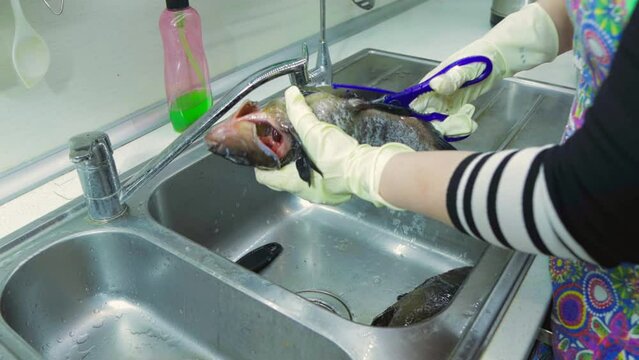 gutting fish and cleaning scales in the sink
