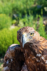 Águila real mirando a la cámara en la naturaleza