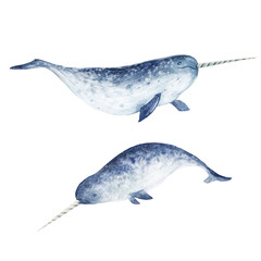 Beautiful set with watercolor hand drawn narwhal sea animals. Stock clip art illustration. - obrazy, fototapety, plakaty