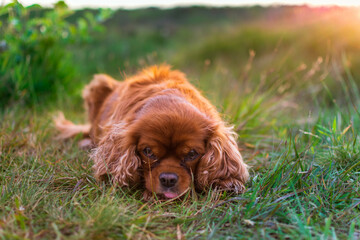 cocker spaniel dog