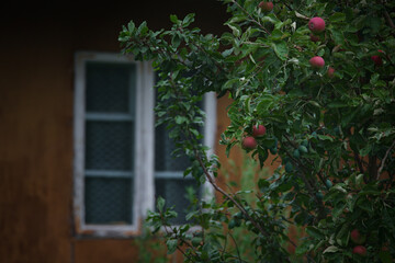 Jabłoń na tle starego domu - obrazy, fototapety, plakaty
