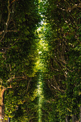 Bl&auml;tterdach Allee