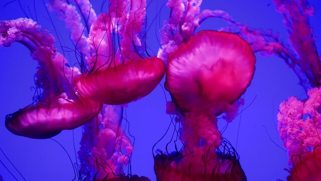 jelly fishes in the aquarium