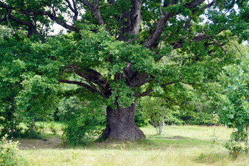 Spreading crown of a three-hundred-year-old oak on the banks of the Isloch River. Mid summer. Noon.
