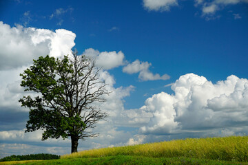 Fototapeta na wymiar Rural landscape. Cereal field Mighty old oak against the sky. White clouds.. Midsummer. Noon.