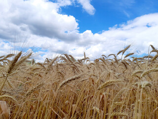 Ears of ripe yellow wheat on the background of a blue sky with clouds