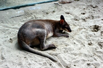 Wallabies and ground kangaroos - obrazy, fototapety, plakaty