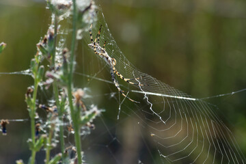 Argiope lobata with cobwebs. Near the banks of the Karatal River. Summer. Kazakhstan, Zhetysu...