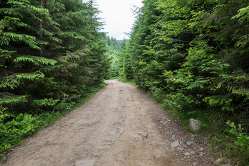 Fototapeta premium dirt road in the forest in the mountains.