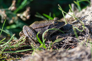 Lake frog. Near the banks of the Karatal River. Summer. Kazakhstan, Zhetysu region.