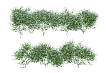 Obraz premium Ivy flowers on a white background.