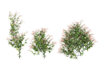 Ivy flowers on a white background.