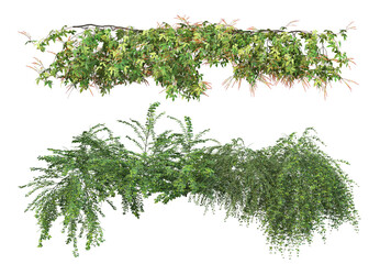 Fototapeta premium Ivy flowers on a white background.