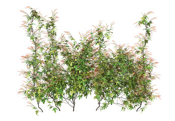 Ivy flowers on a white background.