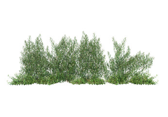 Ivy flowers on a white background.