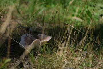Russula mushroom with a red cap in the coniferous forest