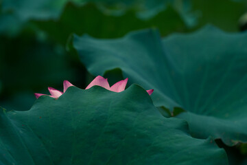 Pink lotus flower behind green leaves.