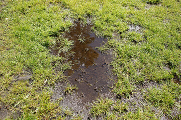 Wasserpfütze mit Gräsern, Deutschland, Europa