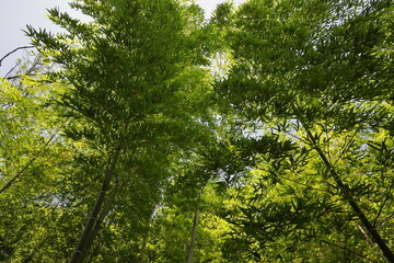陽射しを浴びてキラキラ光る竹林