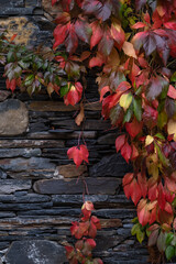 Fototapeta na wymiar Virginia creeper colorful autumnal leaves
