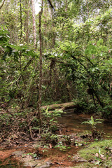 Amazon rainforest