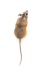 Small cute spiny mouse on white background