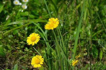 Chamomile tinctoria (Anthemis tinctoria) in a field