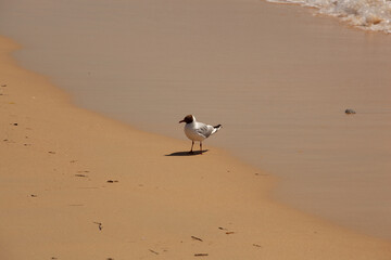 a black-headed seagull on the beach. a black-headed seagull in profile on the beach, the sand is wet.