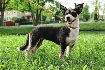 Cute dog with leash on green grass in park