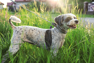 Cute dog with leash in green grass outdoors