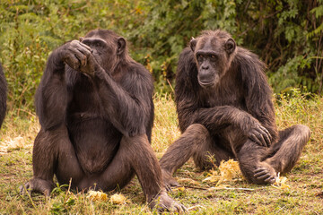 Chimps sitting and talking together.