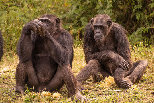 Chimps Sitting And Talking Together.