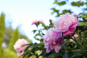 Blooming peony plant with beautiful pink flowers outdoors, closeup. Space for text