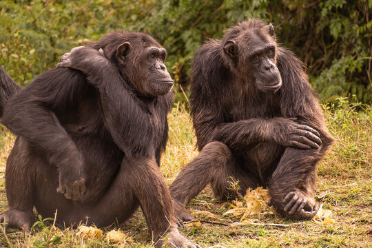 Chimps Sitting And Talking Together.