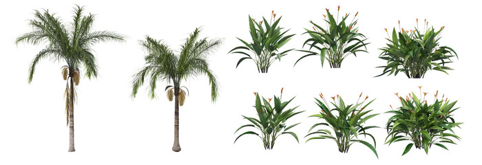 Tropical plants on a white background
