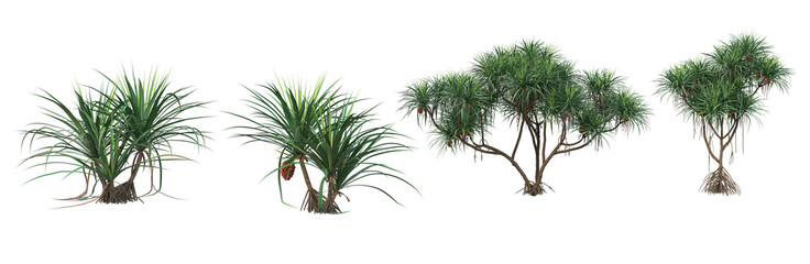 Tropical plants on a white background