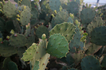 salvador, bahia, brazil - july 19, 2022: cactus leaf with thorn seen in Salvador city.