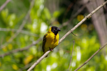 Male Village Weaver (Ploceus cucullatus) with ruffled feathers. High quality photo