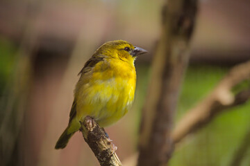 Male Village Weaver (Ploceus cucullatus) with ruffled feathers. High quality photo
