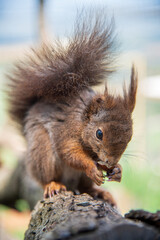 Fototapeta premium Detail of Red squirrel eating on a branch