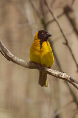 Male Village Weaver (Ploceus cucullatus) with ruffled feathers. High quality photo