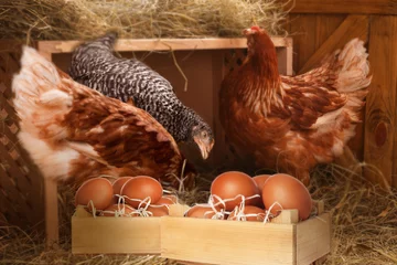 Rolgordijnen Wooden crate full of fresh eggs and chickens in henhouse © New Africa