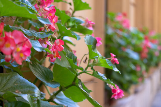 Close-up of beautiful blooming begonias with pink flowers with blurred building wall and flowers in background