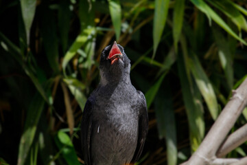 The young western jackdaw with open beak. Coloeus monedula also known as the Eurasian jackdaw