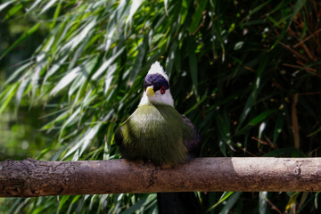 The white-crested turaco. Tauraco leucolophus perches on a rainforest tree in West Africa 